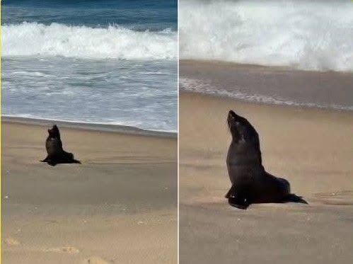 LOBO MARINHO DESCANSA EM PRAIA DE MARICÁ