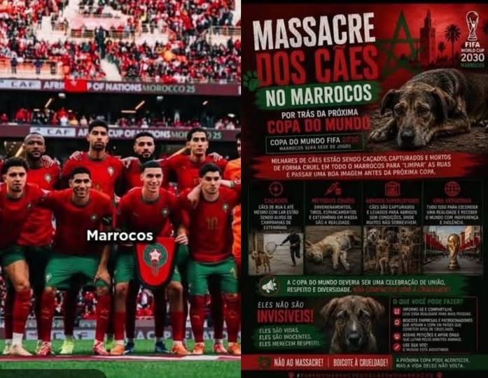 MARROCOS : CORRUPÇÃO, DESRESPEITO A TURISTAS E MATANÇA DE CÃES, VISANDO COPA 2030.