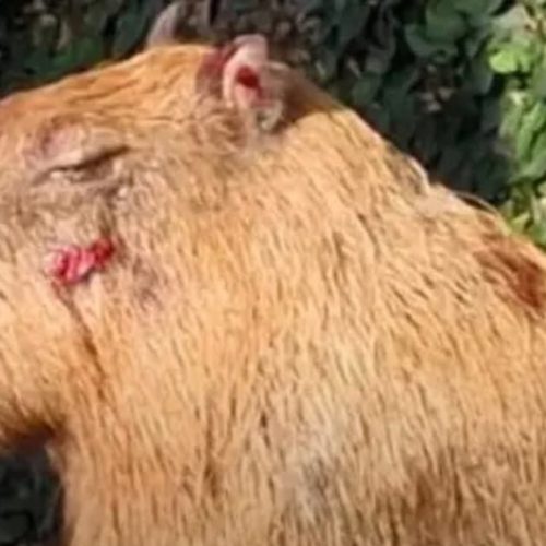 SEIS COVARDES ALÉM DE DOIS MENORES FORAM PRESOS, APÓS AGREDIREM A PAULADAS UMA CAPIVARA NA ZONA NORTE DO RIO DE JANEIRO.