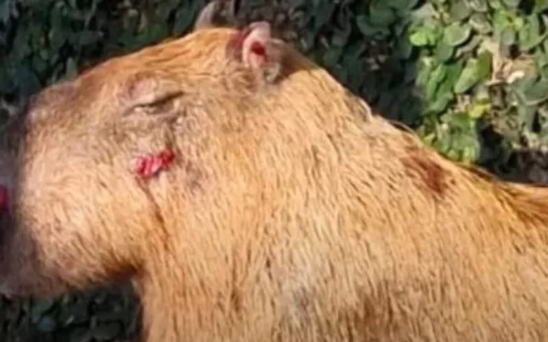 SEIS COVARDES ALÉM DE DOIS MENORES FORAM PRESOS, APÓS AGREDIREM A PAULADAS UMA CAPIVARA NA ZONA NORTE DO RIO DE JANEIRO.