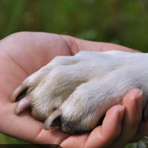 RADIALISTA PROMOVE RIFA PARA COLABORAR COM PROTETORES DE ANIMAIS EM PETRÓPOLIS.