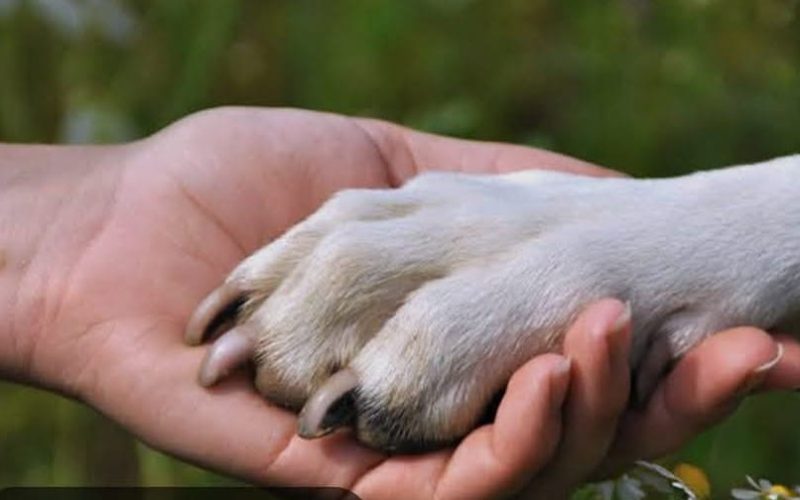 RADIALISTA PROMOVE RIFA PARA COLABORAR COM PROTETORES DE ANIMAIS EM PETRÓPOLIS.