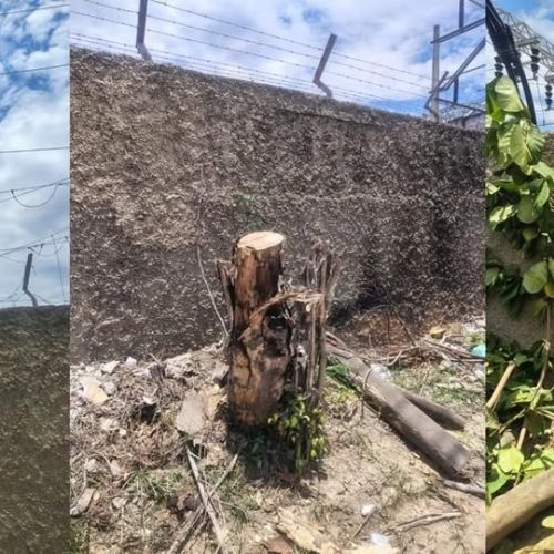 CRIME AMBIENTAL: EQUIPE DA ENEL CORTAM ÁRVORES NO ROCHA E REVOLTAM MORADORES