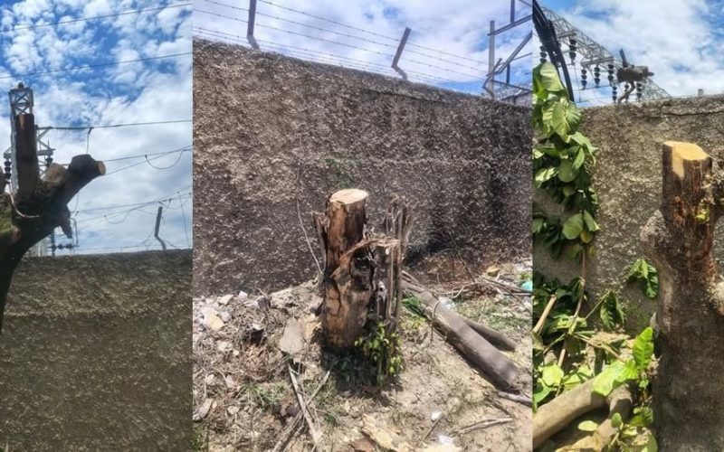 CRIME AMBIENTAL: EQUIPE DA ENEL CORTAM ÁRVORES NO ROCHA E REVOLTAM MORADORES