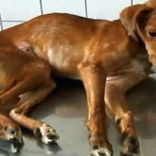 GRANDE RIO EM ALERTA, COM TERRÍVEL SURTO DE CINOMOSE, A PESTE FATAL CANINA.