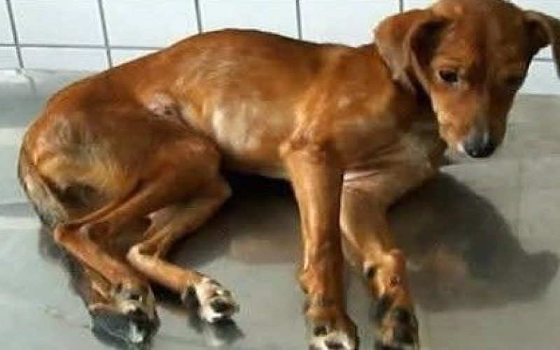 GRANDE RIO EM ALERTA, COM TERRÍVEL SURTO DE CINOMOSE, A PESTE FATAL CANINA.