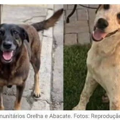 PARANÁ E DEMAIS CAPITAIS PROMOVEM ATOS POR JUSTIÇA NOS CASOS DOS CÃES ORELHA E ABACATE.
