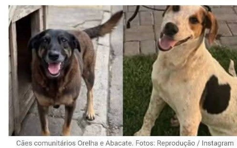 PARANÁ E DEMAIS CAPITAIS PROMOVEM ATOS POR JUSTIÇA NOS CASOS DOS CÃES ORELHA E ABACATE.