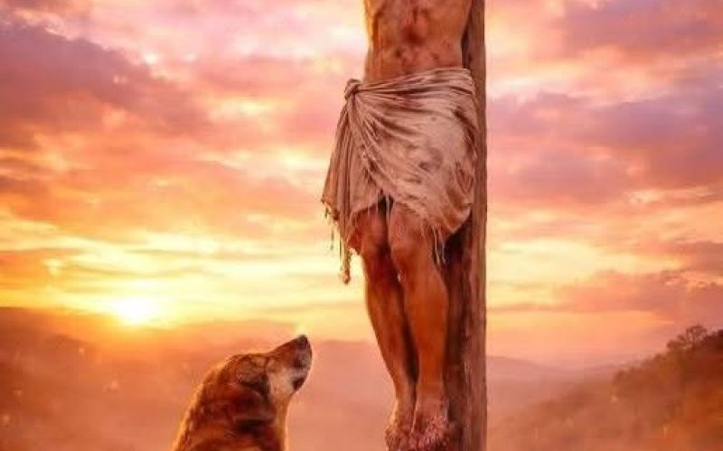 RESPEITAR E ADOTAR UM ANIMAL É UM ATO DE AMOR