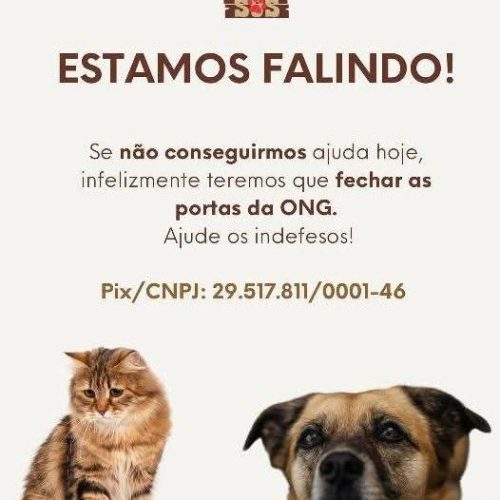 ONG INDEFESOS ESTÁ PRECISANDO DE SUA AJUDA