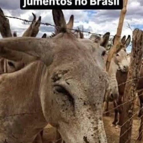COVARDIA : POPULAÇÃO DE JUMENTOS DESPENCA PARA CERCA DE 94 % EM TODO BRASIL.