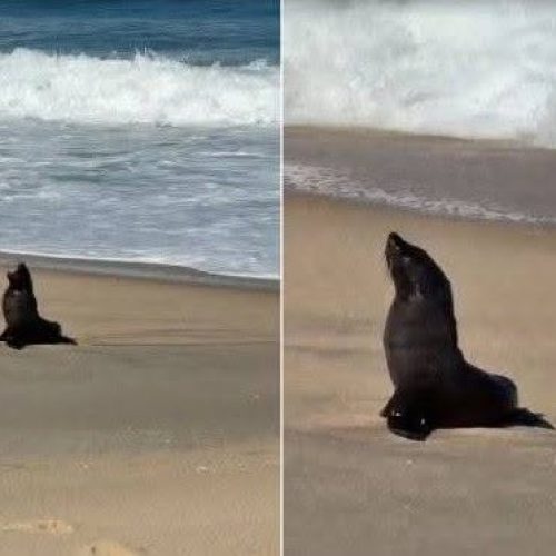 LOBO MARINHO DESCANSA EM PRAIA DE MARICÁ