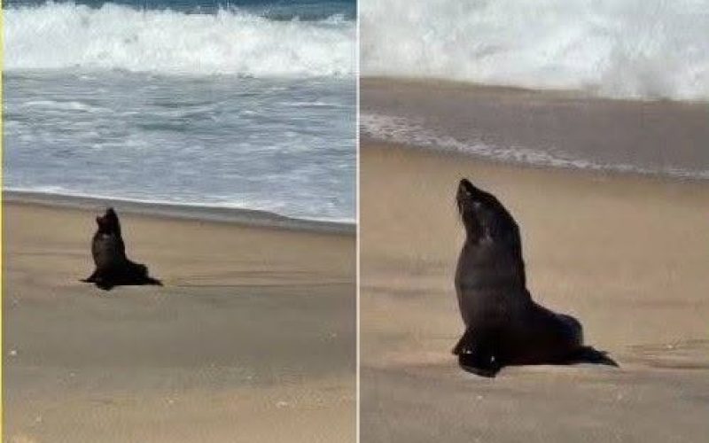 LOBO MARINHO DESCANSA EM PRAIA DE MARICÁ