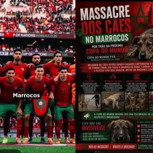 MARROCOS : CORRUPÇÃO, DESRESPEITO A TURISTAS E MATANÇA DE CÃES, VISANDO COPA 2030.