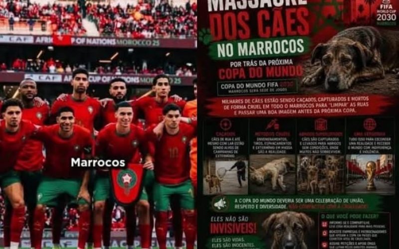 MARROCOS : CORRUPÇÃO, DESRESPEITO A TURISTAS E MATANÇA DE CÃES, VISANDO COPA 2030.