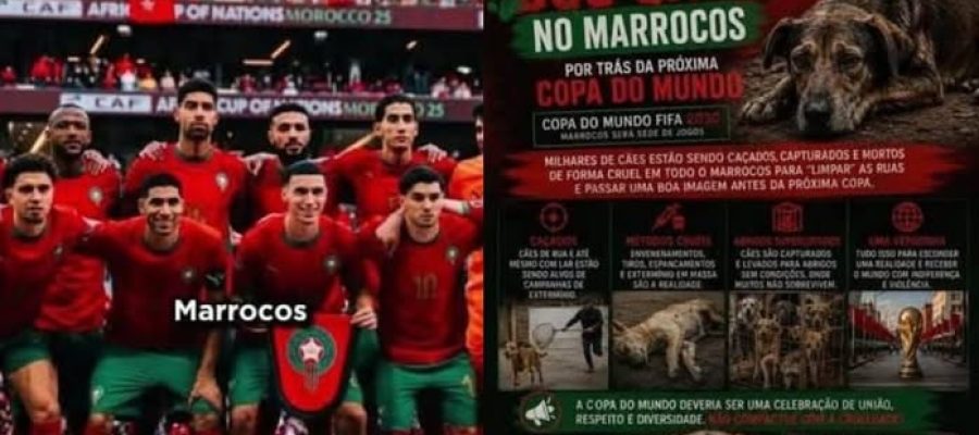 MARROCOS : CORRUPÇÃO, DESRESPEITO A TURISTAS E MATANÇA DE CÃES, VISANDO COPA 2030.