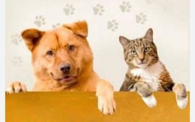 CAMPANHA JULHO DOURADO PELO BEM ESTAR DOS ANIMAIS CRESCE NO BRASIL.