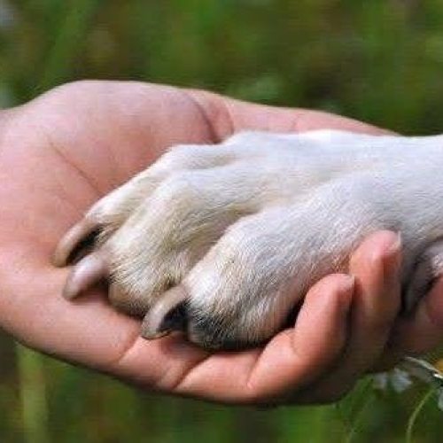 CRESCE NÚMERO DE ELEITORES POR CANDIDATOS COMPROMISSADOS COM A CAUSA ANIMAL NO PAÍS.