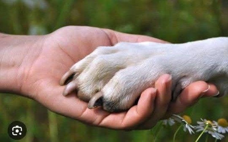 CRESCE NÚMERO DE ELEITORES POR CANDIDATOS COMPROMISSADOS COM A CAUSA ANIMAL NO PAÍS.